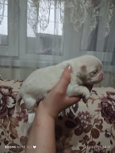 bala meymun: Ev iti balası – xırda ölçülü, krem-ağ rəngdə, qısa pofudlu tüklü — 4