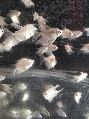 yemler: Tetra balığı, Sülhsevər — 2