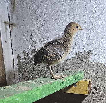 az.siberian: Gizili girgovul çüçəsi biri 15 az — 2