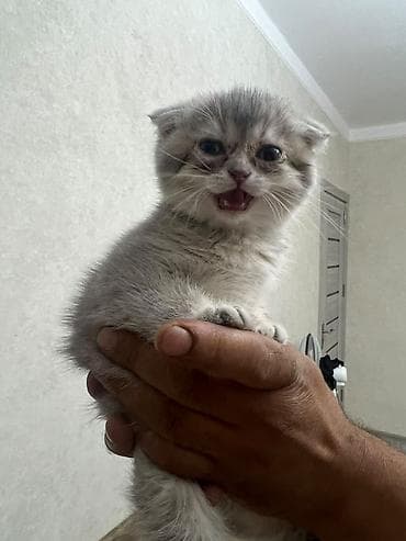 heyvan: Skottish Fold/Skottish Straight balaları - Cins: Scottish Fold — 7