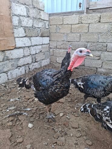 saanen kecisi qiymeti: Satış üçün hinduşka sürüsü - Növ: Qara rəngli, naxışlı lələklərə — 3