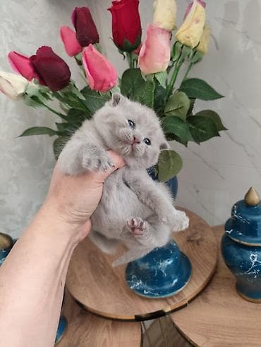 mingəcevir pişik: Şotland yastı qulaq — 4