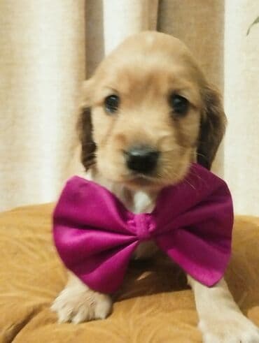 Koker spaniyel, 1 ay, Erkek, Sənədli, Ünvandan götürmə, Pulsuz çatdırılma, Ödənişli çatdırılma lalafo.az -da Koker spaniyel, 1 ay, Erkek, Sənədli, Ünvandan götürmə, Pulsuz çatdırılma, Ödənişli çatdırılma