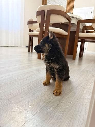 serrap dermani ne ucundur: Alman çoban iti, Peyvəndli — 5