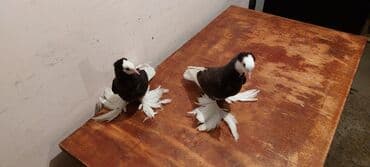 Satılır cütü 100 manat