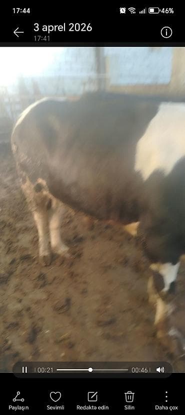 satdiq danalar: Salam aleykum kim isdese desin super kök 2 baş erkey danalarımız dı — 6