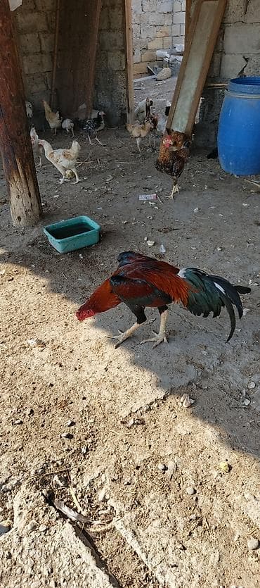 pulsuz it type 1: Tam sağlam heyratı beçesi 11 aylıq döyüş videosu var isteyen getirib — 2