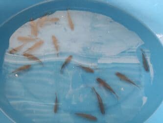 betta balıq: Balig 19 ededi kalp baligi — 4