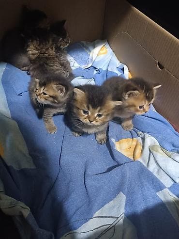 Digər heyvanlar: Erkək, Dişi, Yaxşı əllərə, Ünvandan götürmə, Pulsuz çatdırılma, Ödənişli çatdırılma — 6