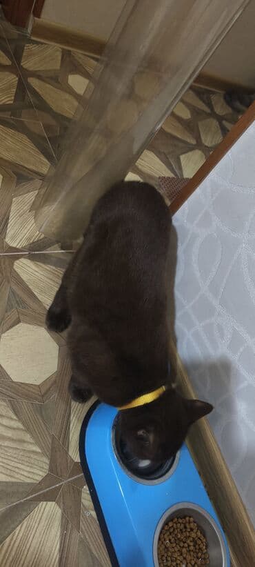 İtlər: Britan, Erkək, Yaxşı əllərə, Ünvandan götürmə — 7