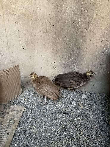 tovuz quşları: Məhsul: Tovuzquşu balaları (pavlin cücələri) Təsvir: - Şəkillərdə — 4