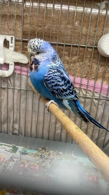 Məhsul: Dalğalı tutuquşu (Bajriqar) Təsvir: - Rəng: Parlaq mavi