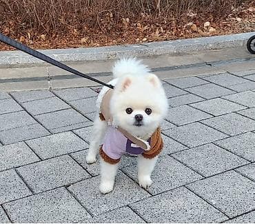 zvanok iti haqqinda: Pudel, 3 ay, Dişi, Sənədli, Ünvandan götürmə — 1