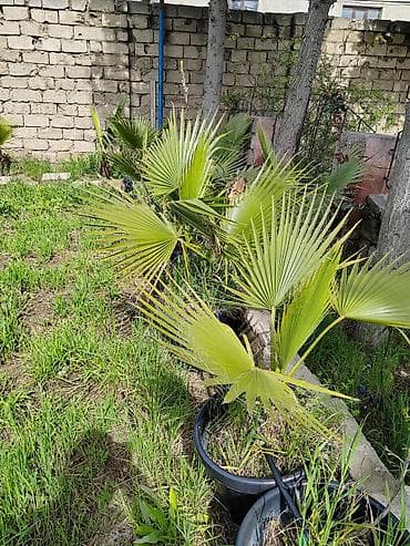 suvarma nasosu: Dekorativ və meyvəverən qapalı/açıq sahə bitkiləri – qablarda — 2