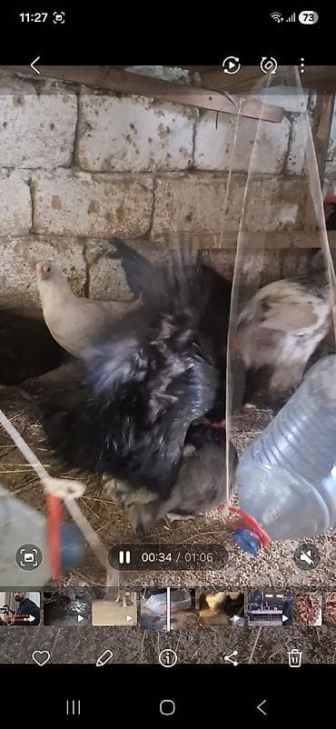 lalafo. az qoyunlarin satisi: Temiz avstrolop beceleri satilir 8 9 ayliq heyvanardi yerim dardi — 6