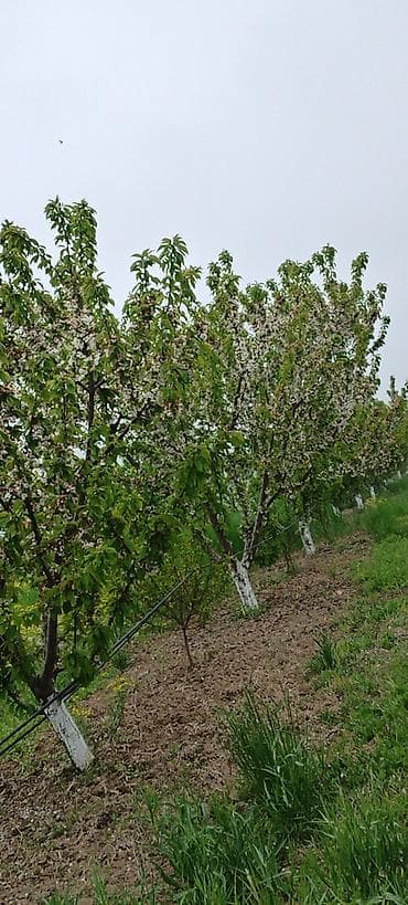 karavan satışları: 36000 sot, Kənd təsərrüfatı, Kupça (Çıxarış) — 1