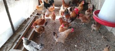 cins ineklerin qiymeti: Toyuq, Broyler, Yumurtalıq, Ünvandan götürmə — 3