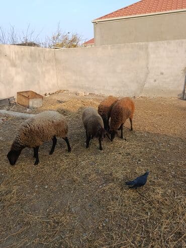 balasina sud vermeyen qoyuna ne deyirler: Qoyunlar – yerli cins, qəhvəyi-qara rəngdə, uzunqulaq, qıvrım yunlu — 6