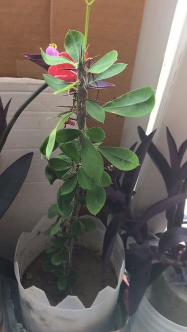 gül toxum satışı: Otaq bitkiləri — 4