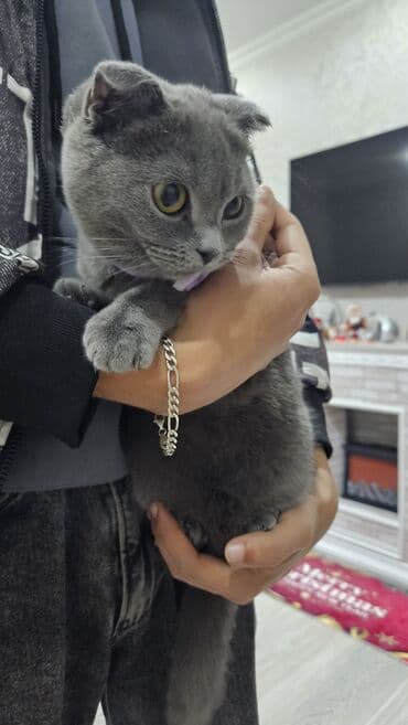 pisik cutlesdirmek: Şotland yastı qulaq, Dişi — 2