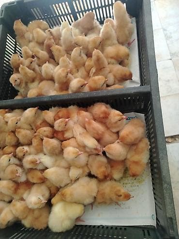 krasnadar ordek: Куриные цыплята, Для мяса — 1