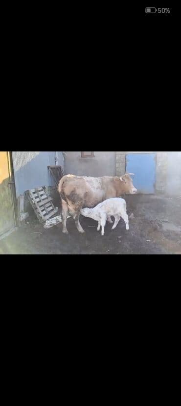 3cu balasidi 10-12 südü var balasi sarol süni mayalamadan olub dişidi