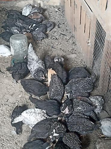 Toyuq cücələri, Damazlıq