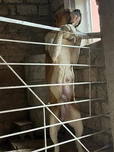 alabay itlerin satisi: Alabay, Dişi — 4