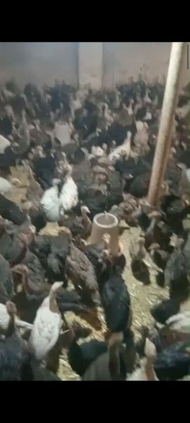 anadolu çoban iti: Məhsul: Hinduşka balaları (pullu satış üçün çoxsaylı sürü. ) — 1