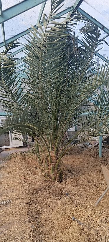 Çöl bitkiləri: Xurma palmı – dekorativ və məhsuldar növ - İsti iqlimə və güneşli — 2