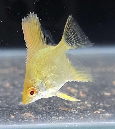 bala pitbul: Mələk balığı (skalyari), Sülhsevər — 2