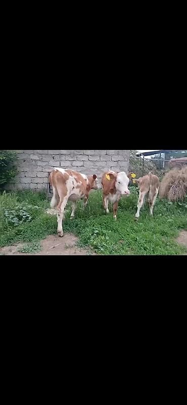 Satışda: simmental tipli erkək buzovlar - Rəng: ağ-qəhvəyi ləkəli -