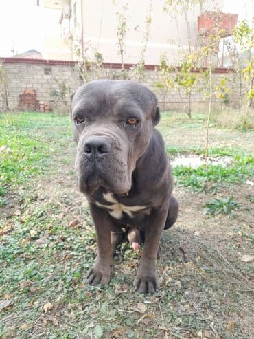 barter itlə: Kane-Korso, 1 il, Erkek — 3