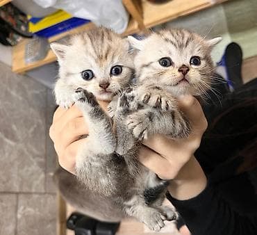 şotlant pişiy: Şotland, Yaxşı əllərə — 8