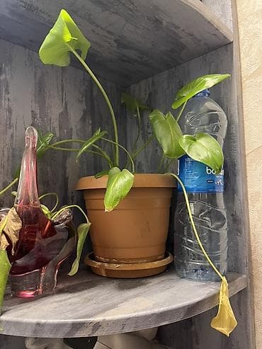 ev gulleri ve adlari: Otaq bitkiləri dəsti – 4 ədəd saksıda 1) Filodendron (uzanan gövdəli — 1