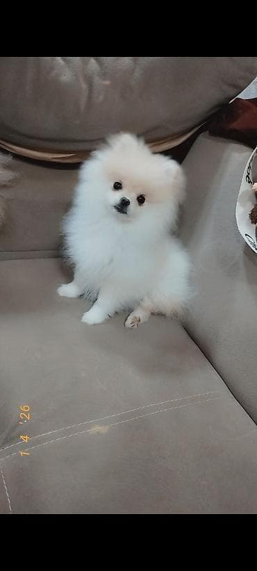itlerin satisi sayti: Şpitz, 5 ay, Dişi, Peyvəndli — 3