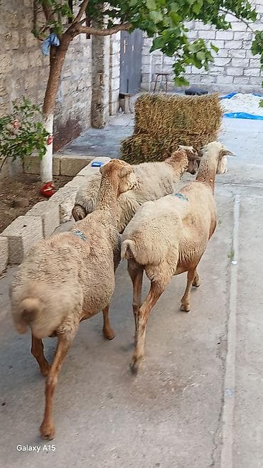 Коровы, быки: Tecili olaraq 3eded tam saglam bogaz heyvanlardi tez bir zamanlarda — 3