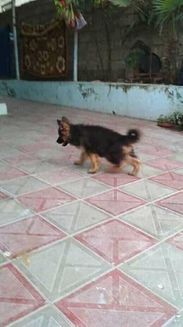 Gəmiricilər: Alman çoban iti, 1 ay, Erkek, Ödənişli çatdırılma — 5