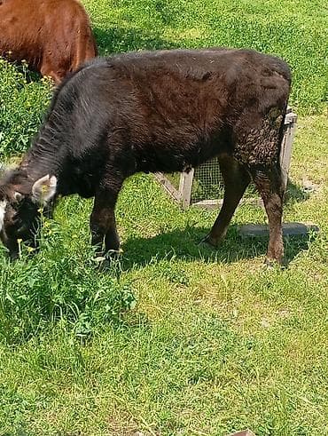 hinduşka satılır: Qara rəngli buzaq satılır. - Cins: yerli tipli qara buzaq - Rəng — 5