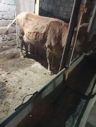 holstein inek satilir: Inək satılır 1ci balasıdır balası dişidi inək 3 məsindən 8l süd verir — 3