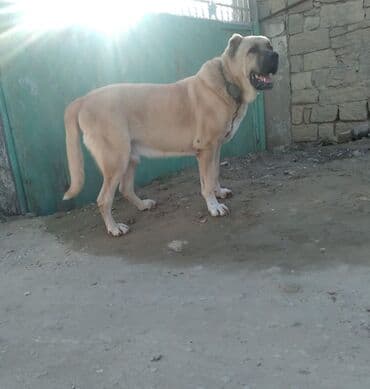 arı satisi: Qurdbasar, Erkek — 1