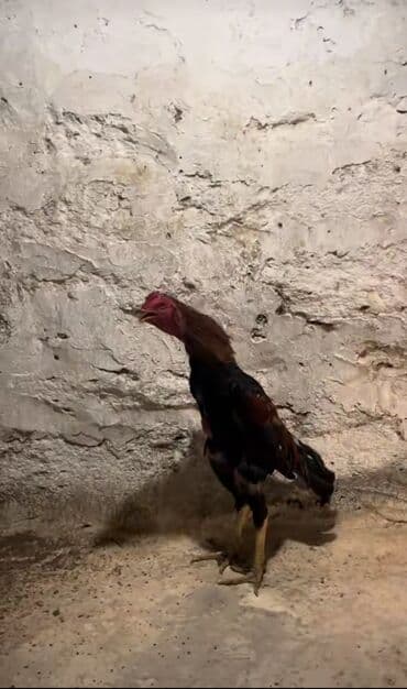 sibrayt xoruz: Xoruz, Heyratı, il: 1, Ünvandan götürmə — 3