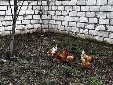 hinduska balasi satilir 2019: Toyuq, Damazlıq, Ödənişli çatdırılma — 4