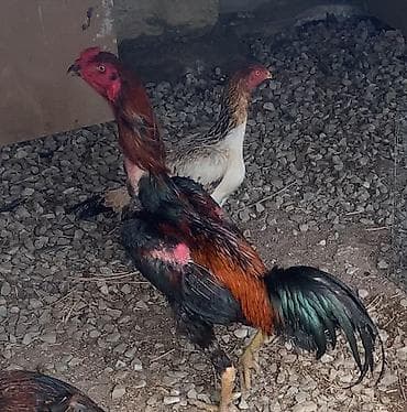 Куриные цыплята, Для разведения — 3