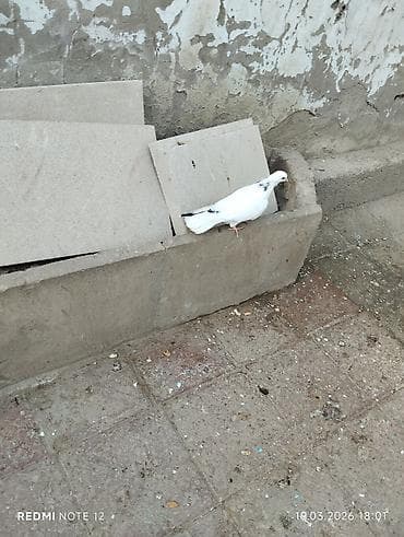 Digər heyvanlar: Boynu Zirəli 1 tük cavan erkekdir.Tam sağlamdir.Tutulmadir.Uzun — 3