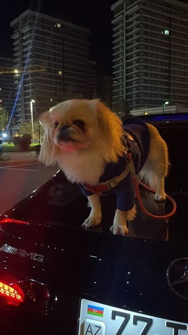 Gəmiricilər: Pekines — 4