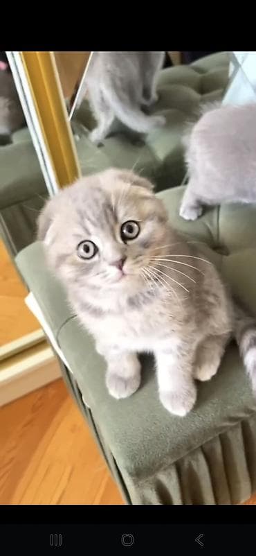 pişiy adlari: Britan, Erkək, Dişi — 8