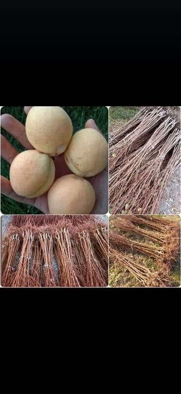 shit: Dekarativ bitgilerin satişi — 18