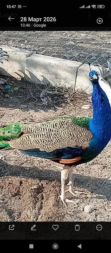 karella quş: Mavi quyruqlu tovuz quşu (erkək) Tovuzquslari satilir Ag 5yasindadi — 1