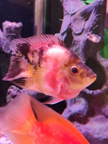 balıq haqqında teqdimat: Cixlid balığı, Yırtıcı — 4